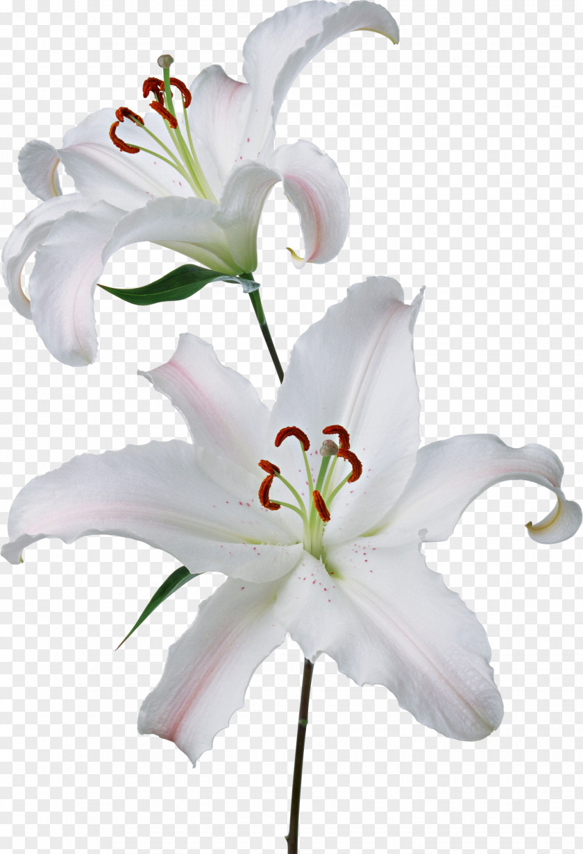 Water Lilies Flower Easter Lily Gynoecium Lilium 'Stargazer' PNG