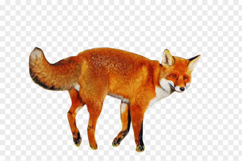 Red Fox Dhole Wildlife Swift PNG
