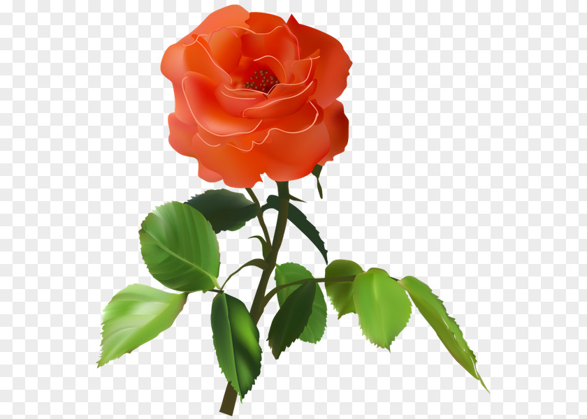 Rose Garden Roses Flower Red Petal PNG