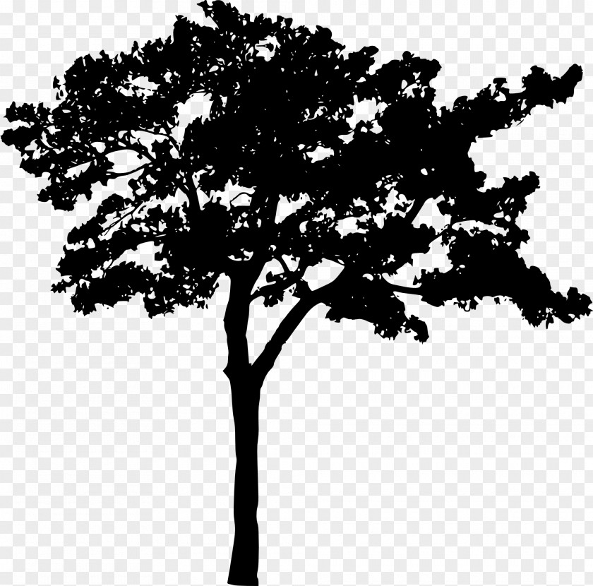 Silhouette Branch Black And White Tree PNG
