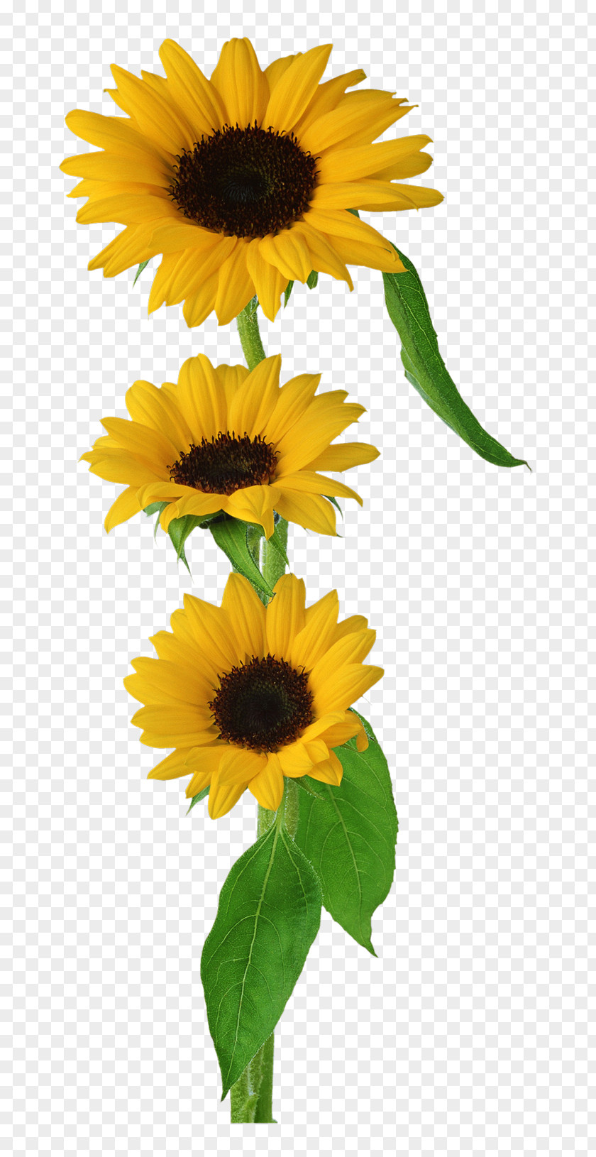 Sunflower Oil Common Clip Art PNG