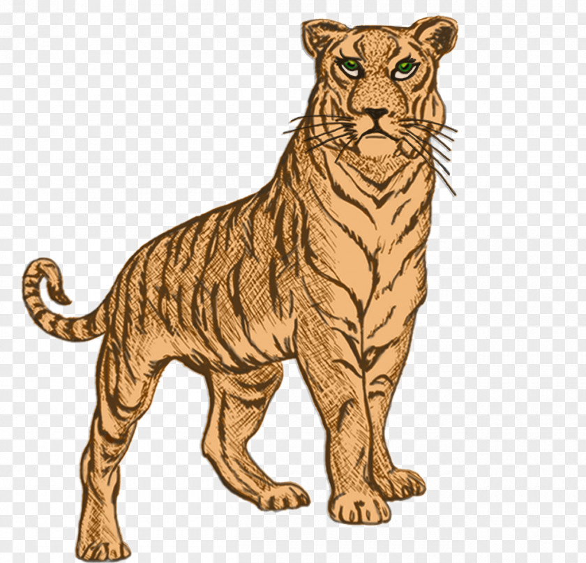 Tiger Golden Whiskers Wildcat PNG