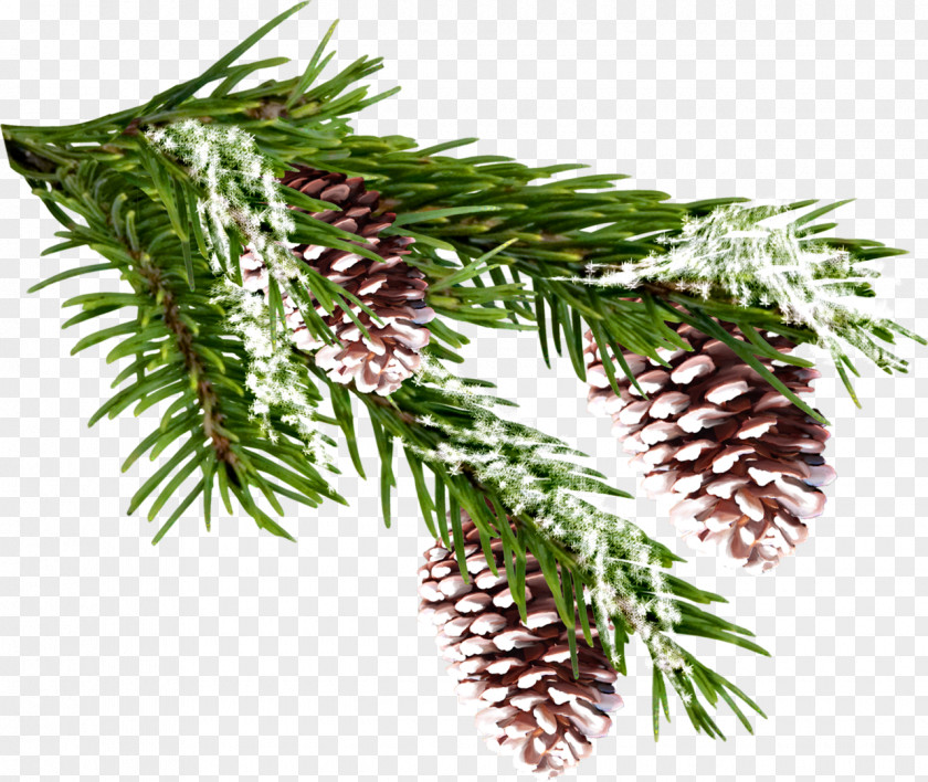 Twigs Spruce Pine Clip Art PNG