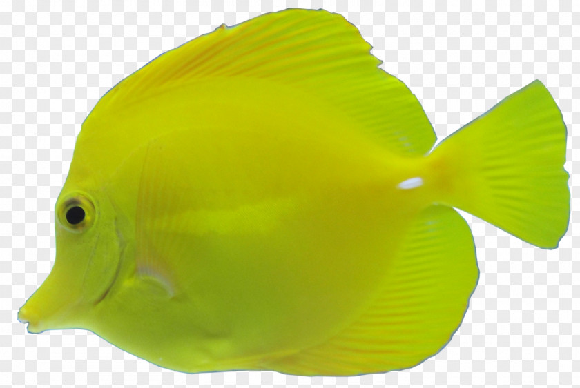 Aquatic Fish Yellow Gratis PNG