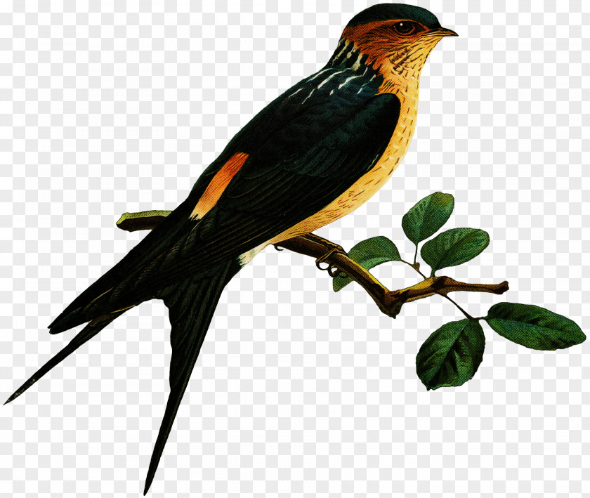 Bird Beak Old World Oriole European Swallow Eurasian Golden PNG