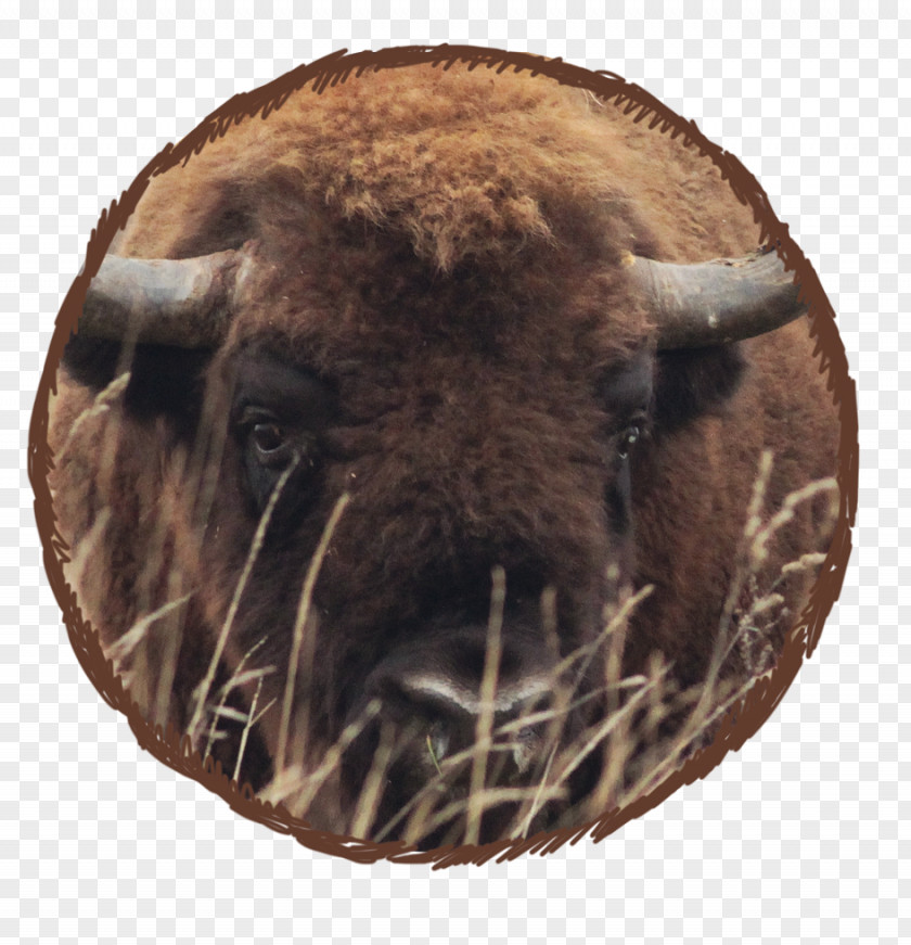 Bison Winter Hibernation Terrestrial Animal PNG