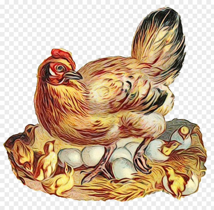 Chicken Rooster Bird Livestock Poultry PNG