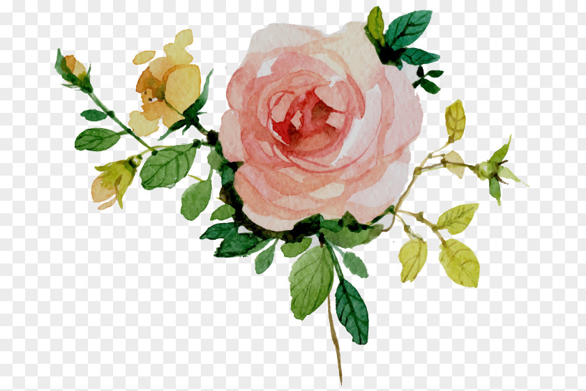 Flower Garden Roses Cut Flowers Cabbage Rose Floral Design PNG