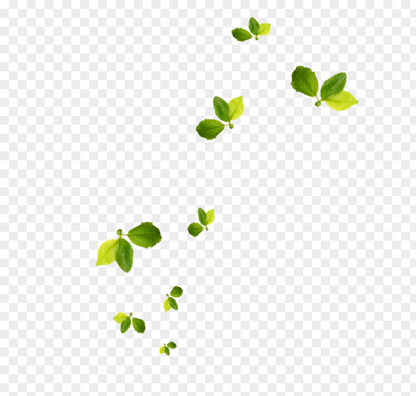 Leaf Download Clip Art PNG