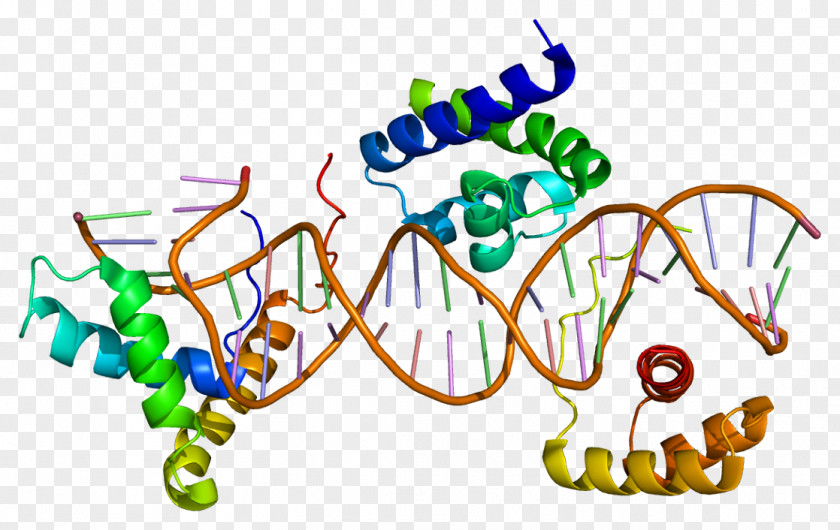 Molecular SOX2 SOX Gene Family FOXP2 Testis-determining Factor Transcription PNG