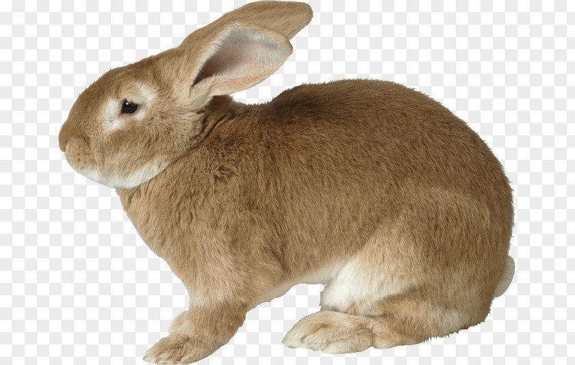 Rabbit European Clip Art PNG