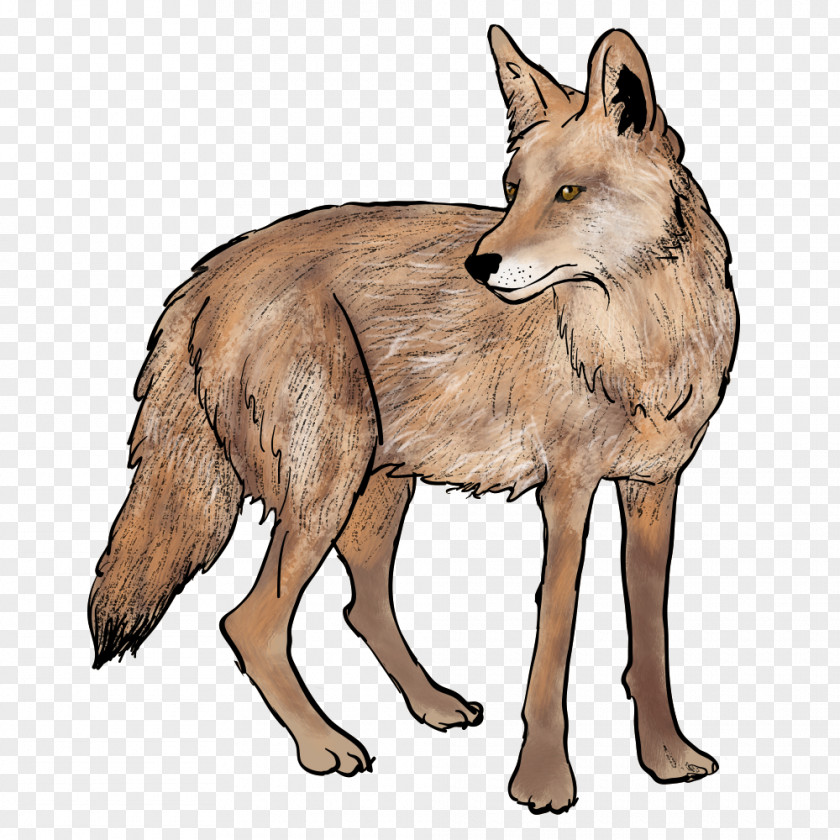 Wolf Red Fox Coyote Jackal PNG