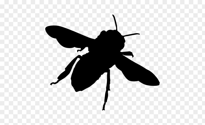 Bees Bee Hornet Insect Yellowjacket Clip Art PNG