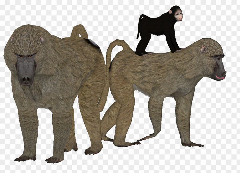 Cat Baboons Old World Cercopithecidae Fur PNG