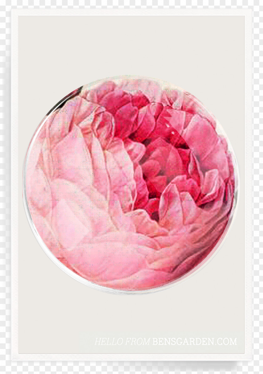 David Bengurion Garden Roses Ben's Centifolia Decoupage PNG