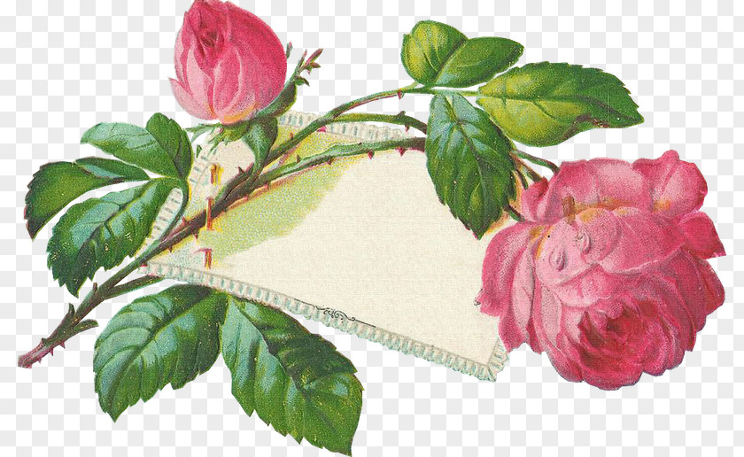 Floral Set Garden Roses Ansichtkaart Post Cards Bokmärke PNG