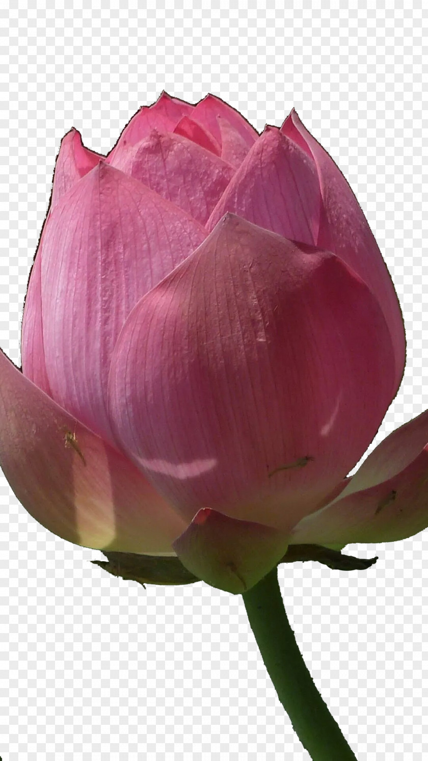 Lotus Bud Centifolia Roses Garden PNG