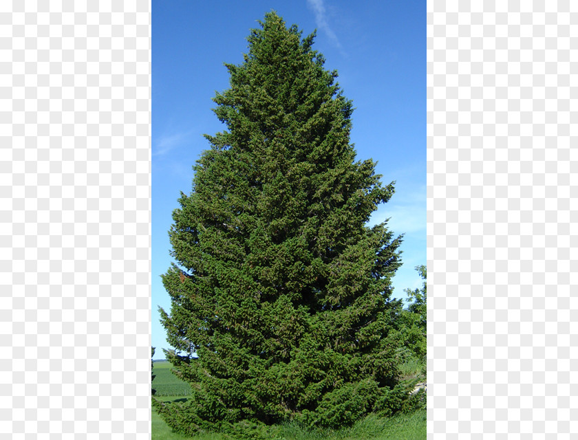 Tree Douglas Fir Pseudotsuga Menziesii Var. Glauca Taiga Evergreen PNG
