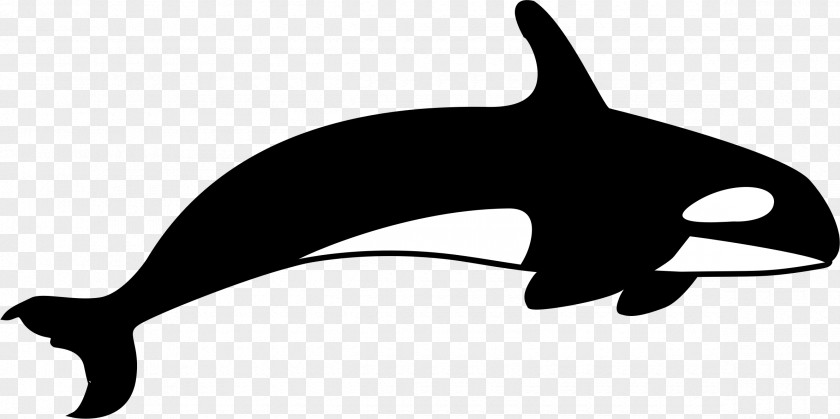 Whale Killer T-shirt Clip Art PNG