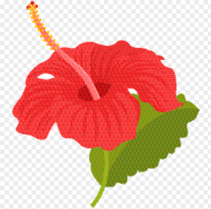 Coquelicot Morning Glory Hibiscus Flower PNG