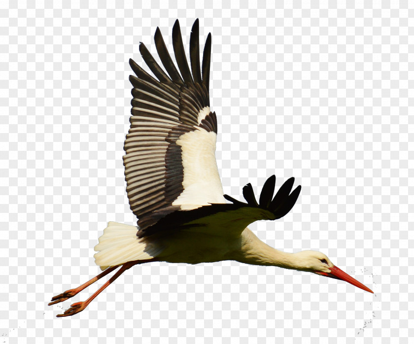 Flying Geese White Stork Bird Goose Flight PNG