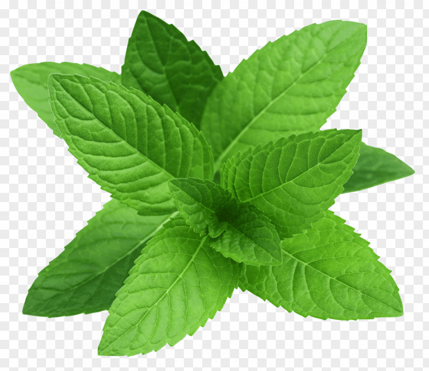 Mint Peppermint Spearmint Mentha Canadensis Water PNG
