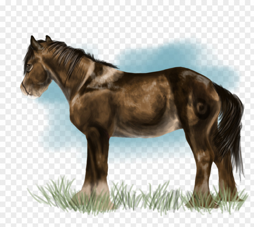 Mustang Mane Mare Stallion Foal PNG