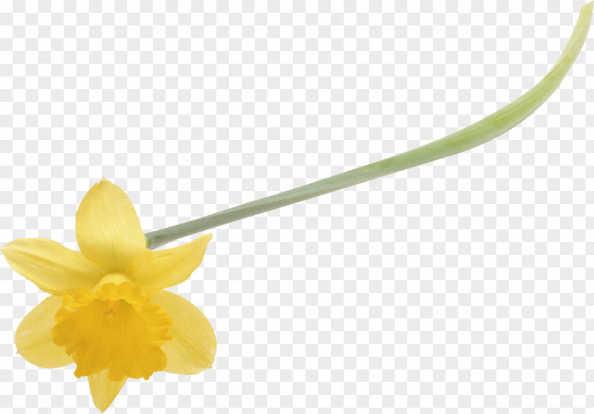 Narcissus Flower Daffodil Ornamental Bulbous Plant Petal Clip Art PNG