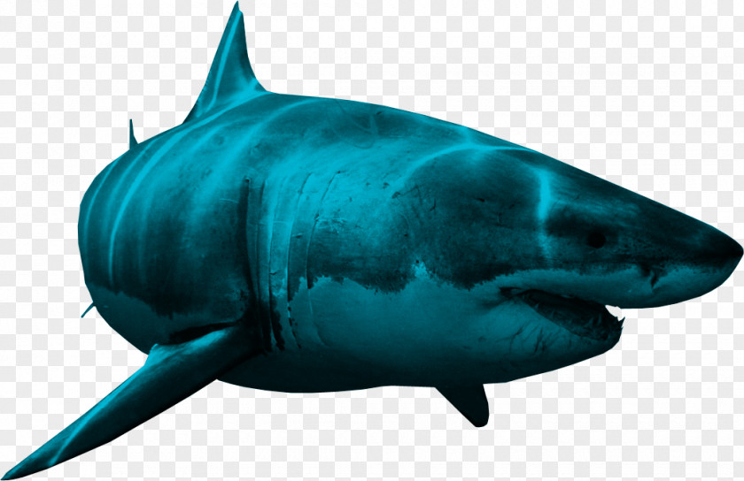 Shark Image Clip Art PNG