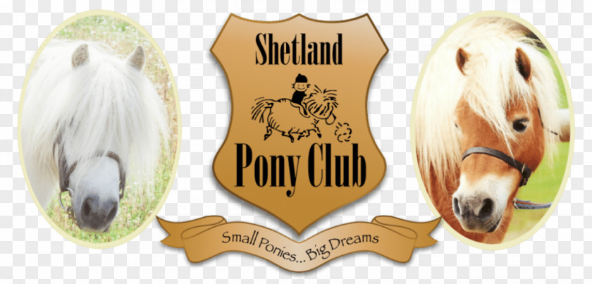 Shetland Pony Club Horse & Care Riding PNG