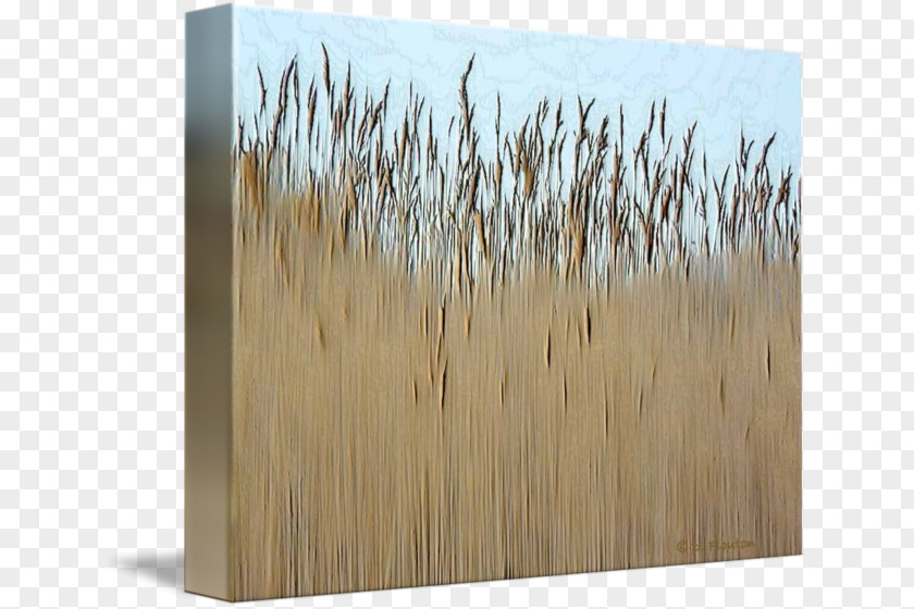 Wood Stain Grasses /m/083vt Family PNG