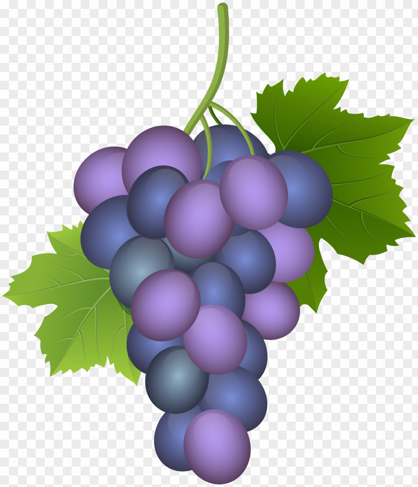 Grape Common Vine Wine Must Concord PNG