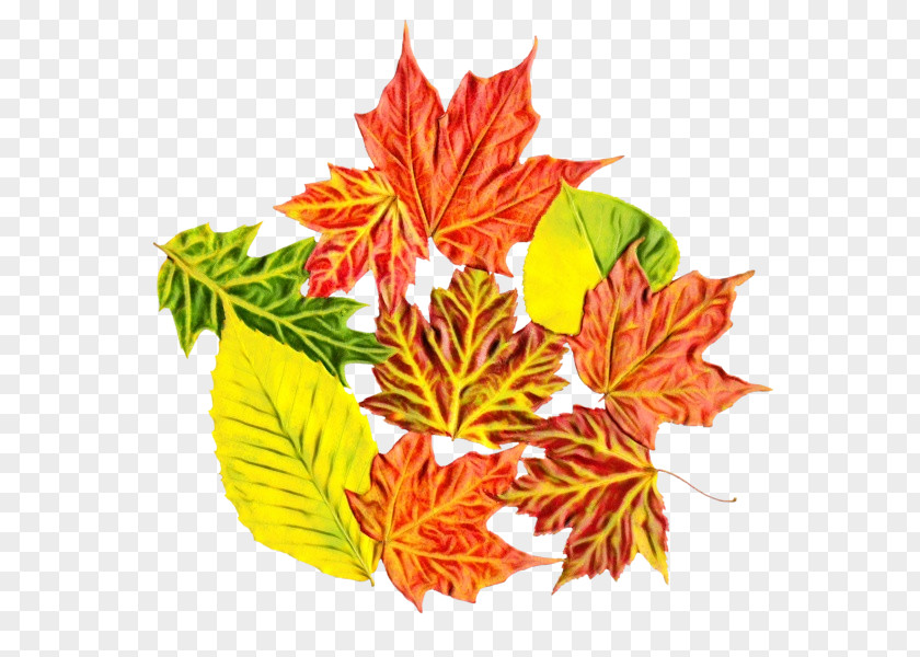 Maple Leaf PNG