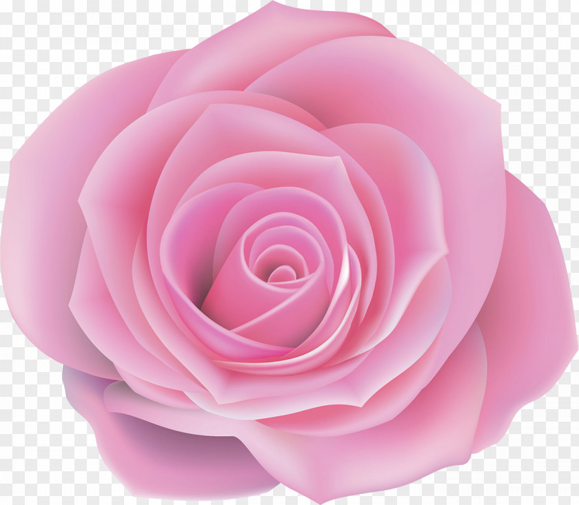 Pink Rose Centifolia Roses Flower Clip Art PNG