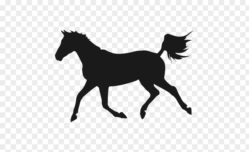 Silhouette Shagya Arabian Mare Equestrian PNG