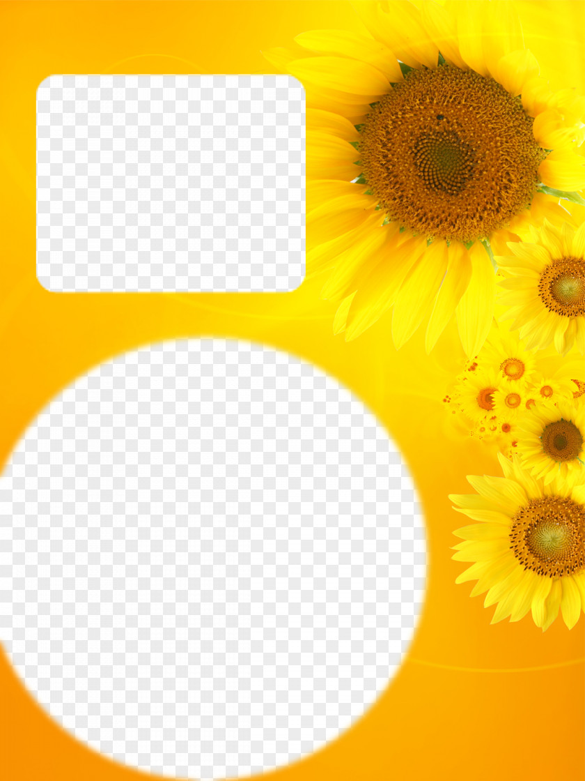 Sunflower Photo Album Border Template Elements Common Yellow Color PNG