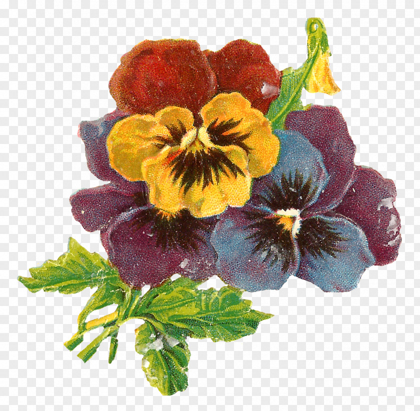 Flower Pansy Floral Design Botanical Illustration PNG