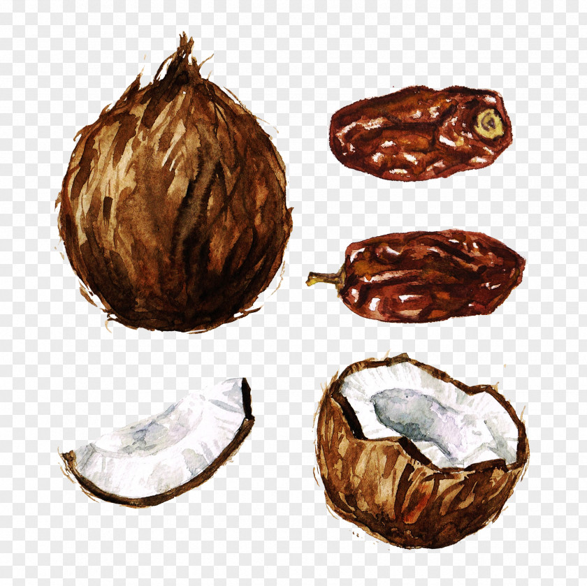 Hand-painted Coconut Watercolor Painting Clip Art PNG