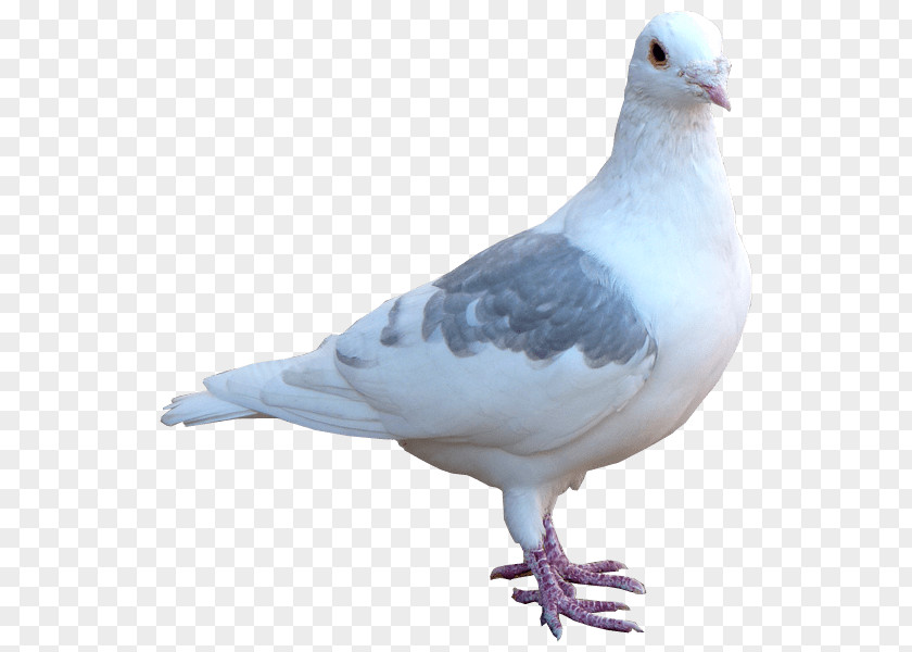 Pagani Columbidae Domestic Pigeon Release Dove Bird PNG