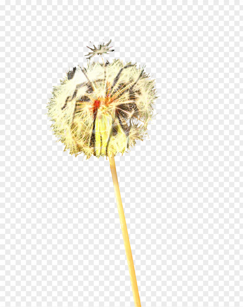 Transvaal Daisy Cut Flowers Artificial Flower Dandelion PNG