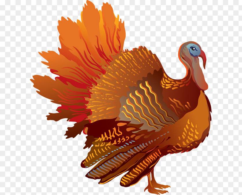 Colorful Turkey Cliparts Freedom From Want Clip Art PNG