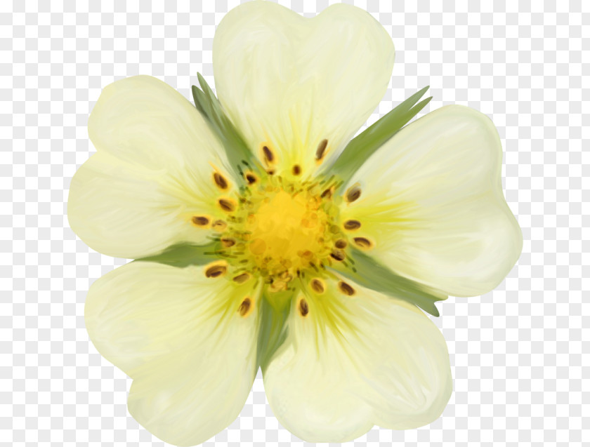 Daisy Flower Fleur Blanche Lily Of The Valley Cut Flowers Incas PNG