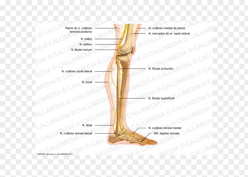 Gambas Thumb Foot Anatomy Nerve Knee PNG