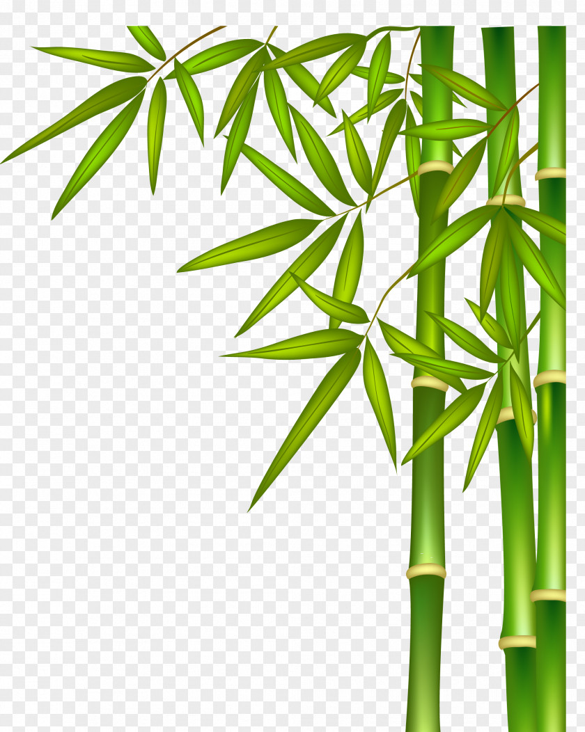 Green Bamboo PNG