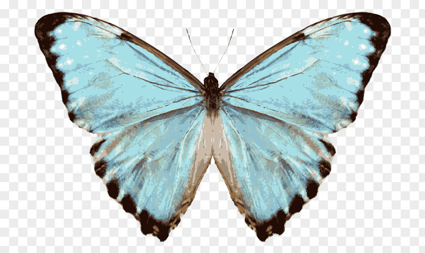 Butterfly Glasswing Menelaus Blue Morpho Species Junonia Orithya PNG