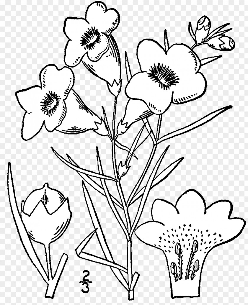 Drawing Agalinis Acuta Purpurea Botanical Illustration PNG