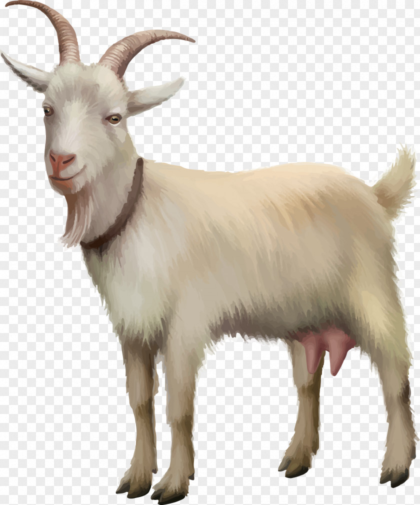 Vector Kawaii Goat Rove Sheep Stock Photography Illustration PNG