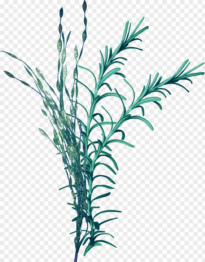 Coral Seagrass Seaweed Clip Art PNG