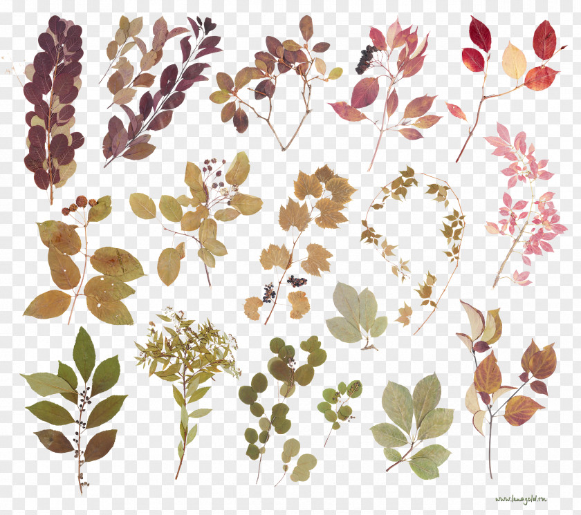 Leaf Floral Design Clip Art JPEG PNG