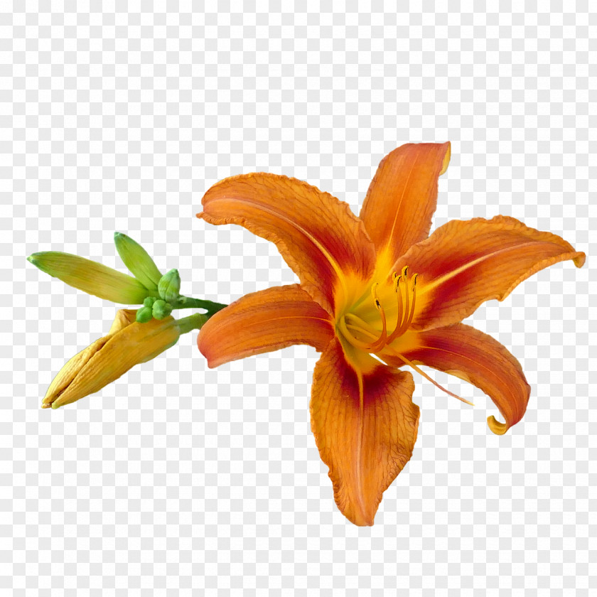 Tiger Image Lily Orange Photography PNG